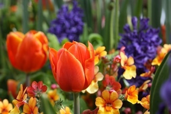 Blumen Gutschein Blumen Gutschein
