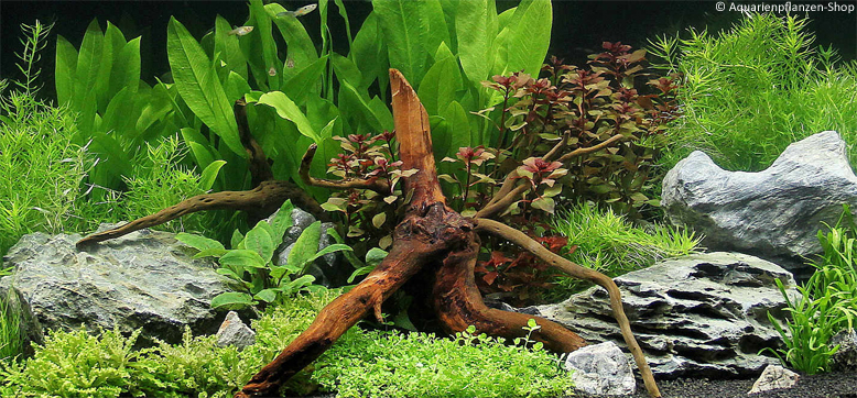 Aquarium-Pflanzen günstig kaufen Aquarienpflanzen-Shop Beispiel Bepflanzung