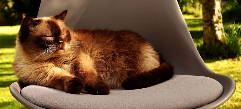 Stubentiger Lucky-Pet Gutscheincode