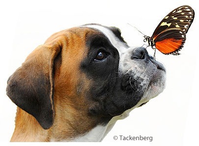 Tackenberg Hundefutter Tackenberg Hundefuttergutschein