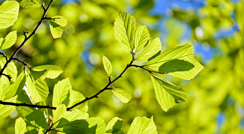 Nachhaltigkeit für eine gesunde Natur Nachhaltigkeit für eine gesunde Natur